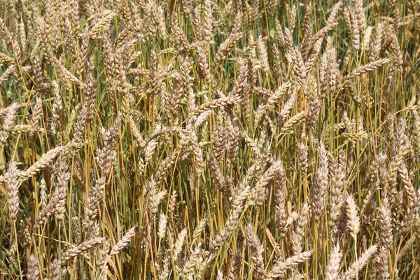 Campo de trigo en verano — Foto de Stock