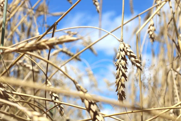 Campo de trigo no verão — Fotografia de Stock