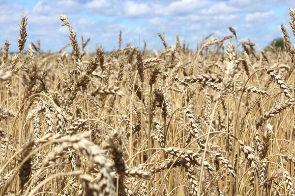 Пшеничне поле влітку — стокове фото