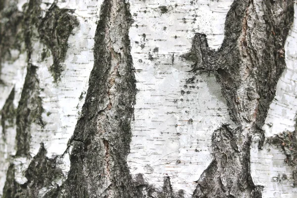 Berkenschors textuur natuurlijke achtergrond papier close-up — Stockfoto