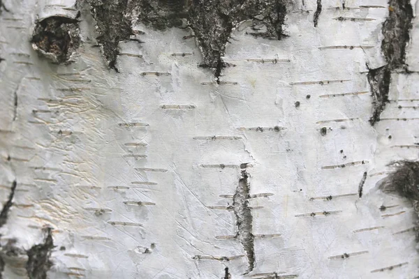 Berkenschors textuur natuurlijke achtergrond papier close-up — Stockfoto