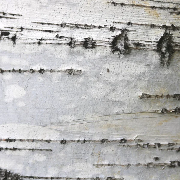 Bříza kůra textura přírodní pozadí papír close-up — Stock fotografie