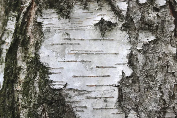 Tekstura kory brzozy naturalne tło papier zbliżenie — Zdjęcie stockowe