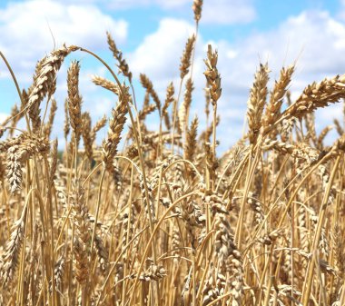 Yazın buğday tarlası