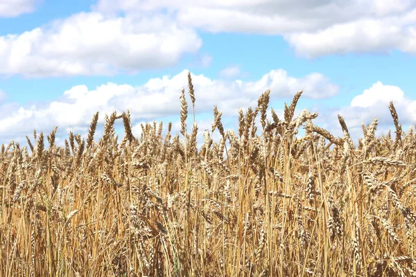 Campo de trigo en verano —  Fotos de Stock