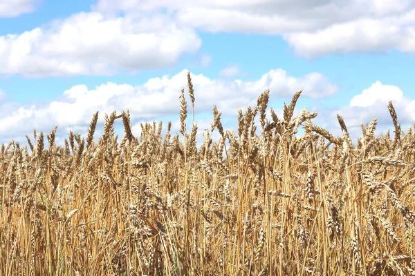 Campo de trigo en verano — Foto de Stock