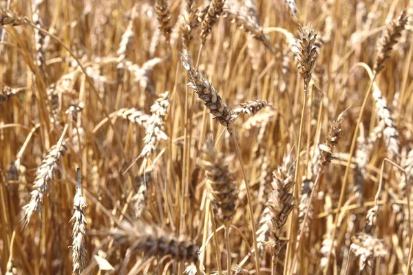 Tarweveld in de zomer — Stockfoto