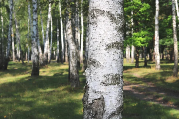 Belas bétulas brancas em bosque de bétula — Fotografia de Stock