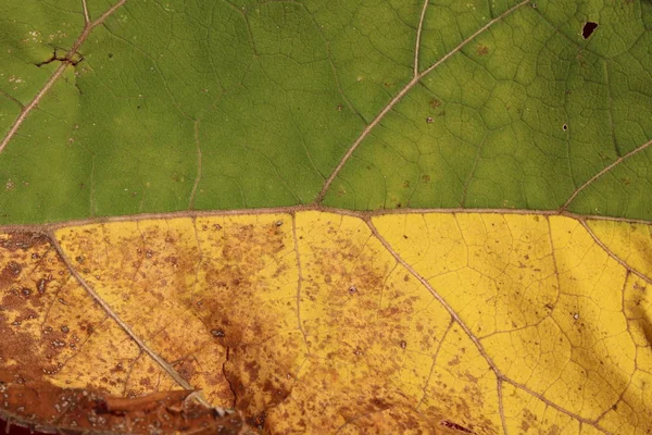 Gul-gröna blad som naturliga abstrakt bakgrund, symboliserar sommaren och hösten möte — Stockfoto