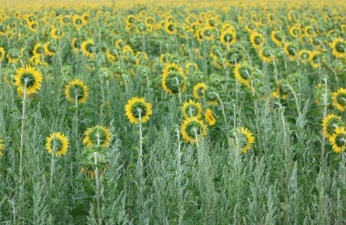 Ayçiçeği alan peyzaj