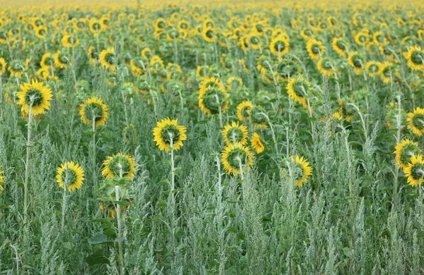 Ayçiçeği alan peyzaj