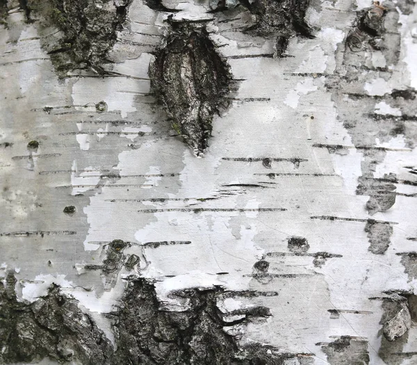 Fundo natural com textura de casca de bétula — Fotografia de Stock