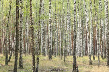 Erken sonbaharda güzel ağaç