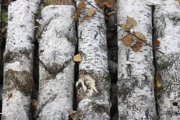 Naturalne tło o fakturze kory drzewa brzoza — Zdjęcie stockowe