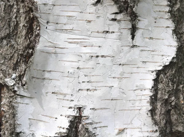 Fondo natural con textura de corteza de abedul — Foto de Stock