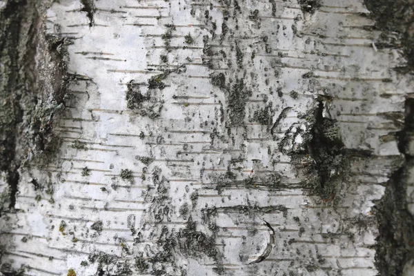 Fundo natural com textura de casca de bétula — Fotografia de Stock