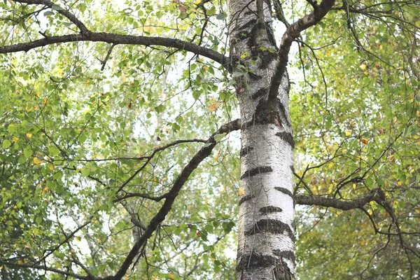 Gyönyörű birches kora őszén — Stock Fotó