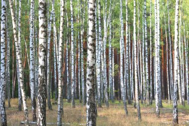 Erken sonbaharda güzel ağaç