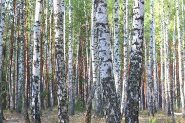 Erken sonbaharda güzel ağaç