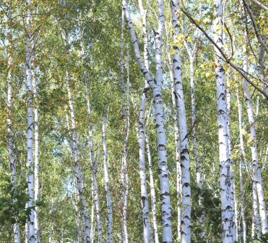 Erken sonbaharda güzel ağaç