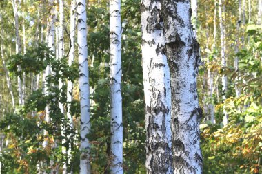 Erken sonbaharda güzel ağaç