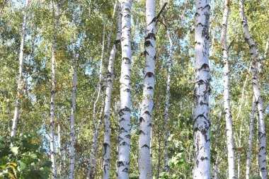 Erken sonbaharda güzel ağaç