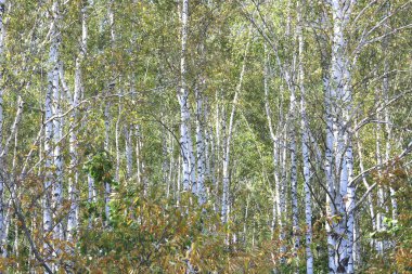 Erken sonbaharda güzel ağaç