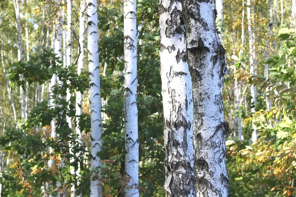 Erken sonbaharda güzel ağaç
