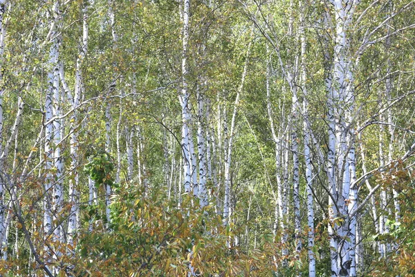 Erken sonbaharda güzel ağaç