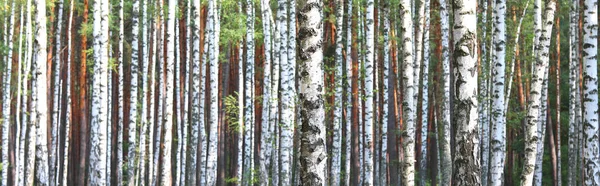 Birch trees in early autumn, fall panorama — Stock Photo, Image