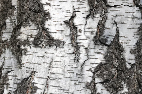 Birch casca textura para fundo natural — Fotografia de Stock