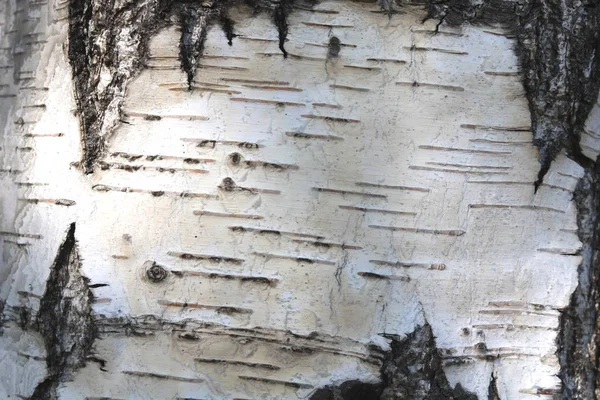 Struttura della corteccia di betulla per sfondo naturale — Foto Stock