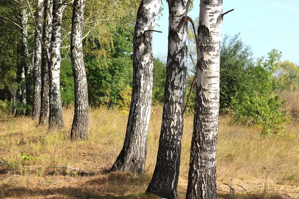 Beautiful birches in early autumn — Stock Photo, Image