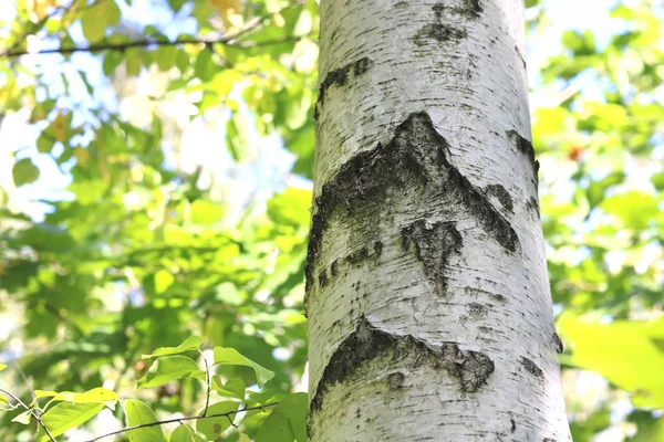 이른가 아름 다운 자작나무 — 스톡 사진