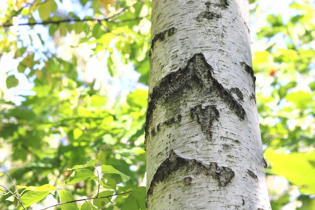 Beautiful birch in early autumn