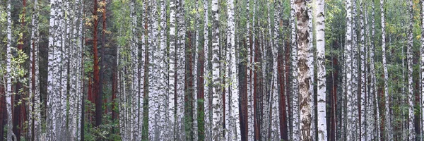 Berkenbomen in de vroege herfst, herfst panorama — Stockfoto