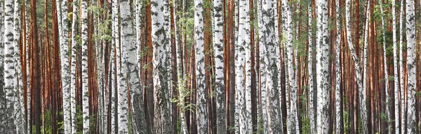 Berkenbomen in de vroege herfst, herfst panorama — Stockfoto