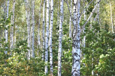 Huş ağaçları içinde erken sonbahar, Güz panorama