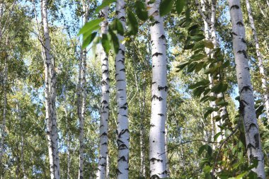 Huş ağaçları içinde erken sonbahar, Güz panorama