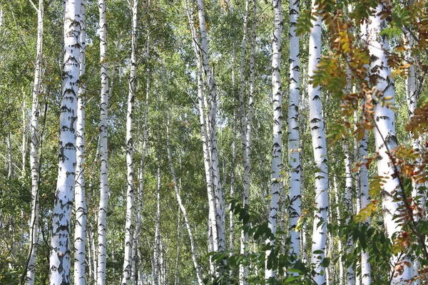 Nyírfa korai ősz, őszi panoráma — Stock Fotó
