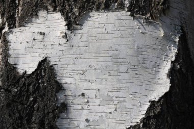 Huş kabuğu doku doğal arka planı için