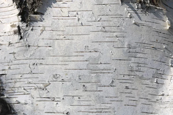 Textura de corteza de abedul para un fondo natural — Foto de Stock