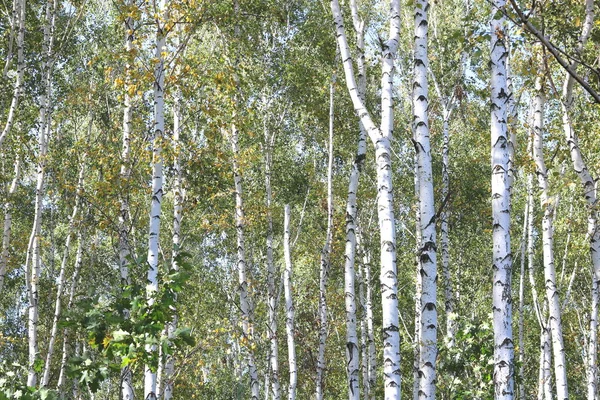 Huş ağaçları içinde erken sonbahar, Güz panorama