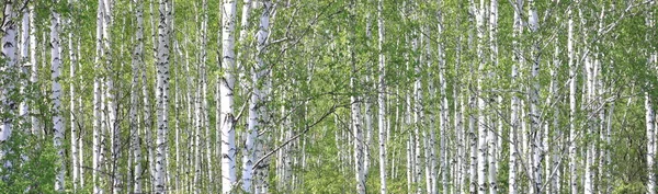Huş ağaçları içinde erken sonbahar, Güz panorama