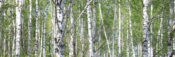 birch trees in early autumn, fall panorama