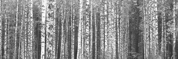 Siyah ve beyaz panorama birches retro tarzı ile. — Stok fotoğraf