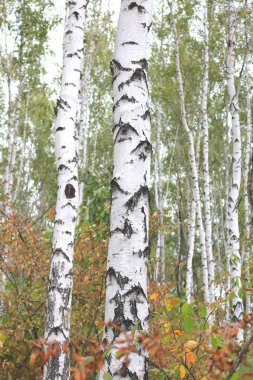 Huş ağaçları erken güz