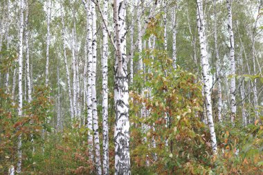 Huş ağaçları erken güz