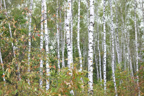 Birch trees in early autumn — Stock Photo, Image