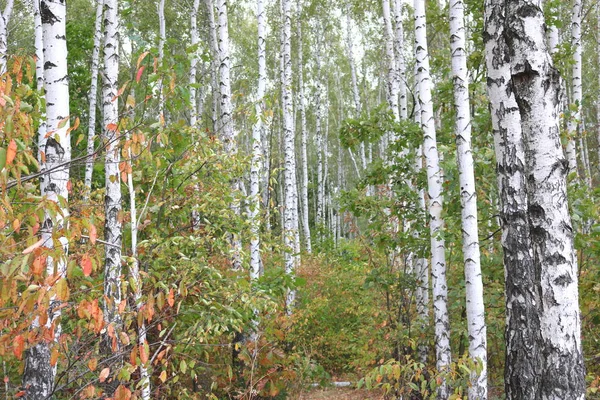 Nyírfa kora őszén — Stock Fotó